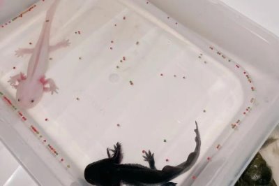 蝾螈幼体的食物,可以饲喂水蚤、丰年虾等食物