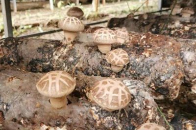 香菇的品种,常见以下9种