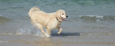 金毛怎么表达情绪,垂耳眯眼、吐出舌头时表示心情愉快