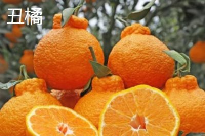 狮头柑和丑橘的区别,品种、别称和外观均不同
