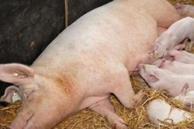 让母猪不咬小猪的方法,可及时喂食饲料和保持猪舍安静卫生