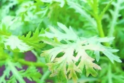 秋季怎么防治茼蒿霜霉病,重病田可以和其它作物轮作