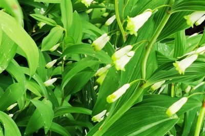 玉竹的价格,一斤鲜货需要22-25元左右