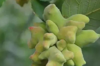 五倍子是五味子吗,是不同的两种植物