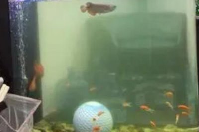 旧鱼缸的清洗方法,需先将鱼儿捞出再消毒