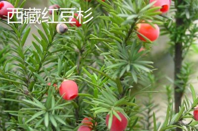 红豆杉的品种,包括东北红豆杉、云南红豆杉、西藏红豆杉等种类