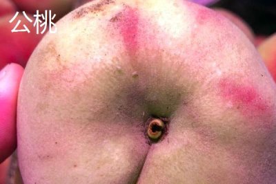 九月份还有桃子吗，9月份的桃子属于晚熟品种