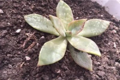 适合对多肉断头的季节,以春季和秋季为宜