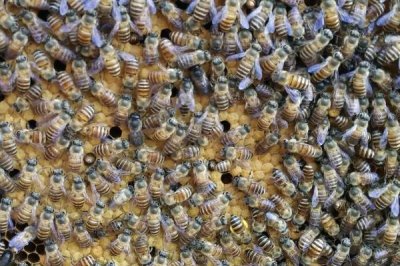 合并蜂群围王怎么办，要及时解救蜂王