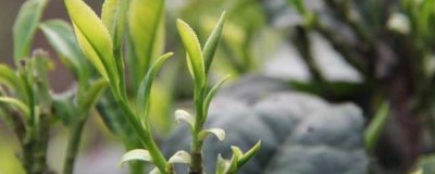 茶园茶胴枯病的原因,分生孢子器或菌丝体浸入病部导致