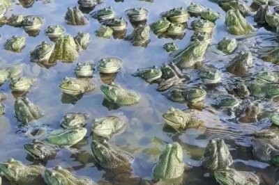 牛蛙简介,原产于北美洲