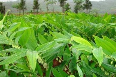 玉竹的价格,一斤鲜货需要22-25元左右