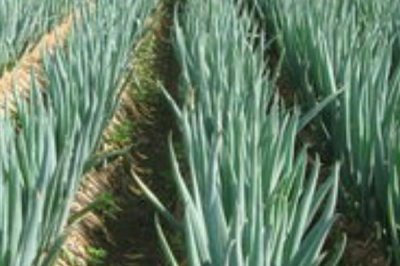 雨天如何通过喷药防治葱锈病，在药液中添加洗衣粉可增强防效