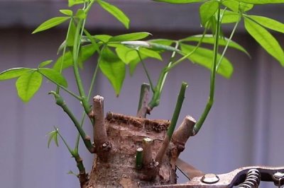 栽植发财树要注意什么,移栽前要剪除被压断的须根