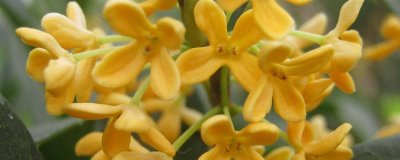 金桂的简介，属于木犀科常绿落叶大乔木