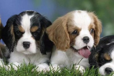 最好养的10种小型犬,包括泰迪犬、西施犬、柯基犬等品种