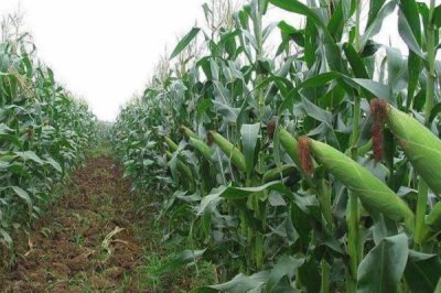 金苹618玉米种简介,生育期127天左右