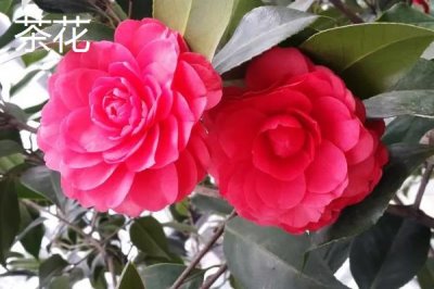 茶梅和茶花有什么区别，茶花的叶片较薄且植株更加高大