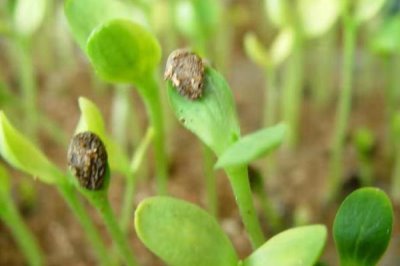 幼苗带帽的原因,双子叶的植物幼苗容易发生
