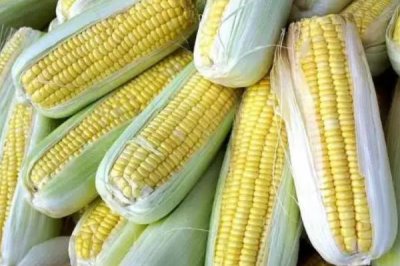 辽单806玉米品种简介，密度4000株/亩左右