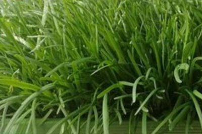 韭菜盆栽的种植方法，播种前用温水浸泡种子