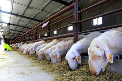 羊要多久出栏,品种、用途等均会影响其出栏时间