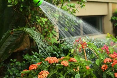 烟灰水可以浇花吗,可以但不适用于所有花卉品种