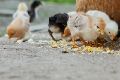 养小鸡怎么养，破壳二十四小时内喂食开水