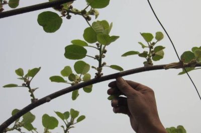 猕猴桃树的修剪技术,不同生长阶段的修剪方法不同