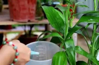 怎么让富贵竹生根，涂抹生根粉可以刺激根茎发育