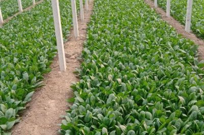 越冬菠菜出苗所需时间，大约需要2周