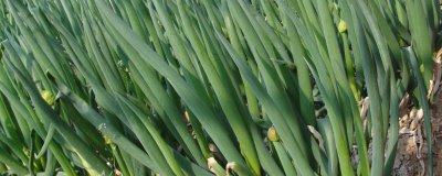 山东大葱的产地，主要有寿光市、胶州市、聊城市等