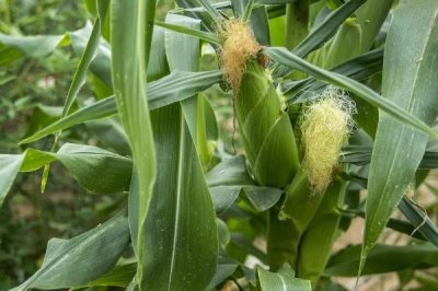 东非主要粮食作物,主要粮食作物为玉米