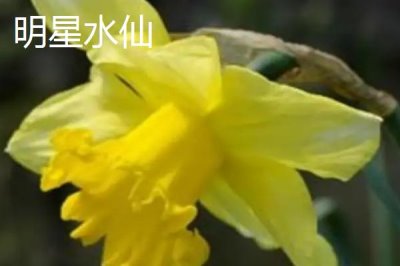 水仙花品种介绍,品种众多观赏价值都极高