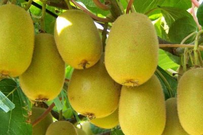 猕猴桃的观赏价值，可以用来做垂直绿化