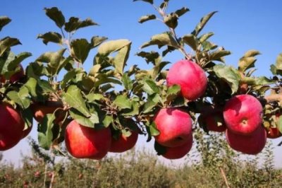 苹果烂果如何防治,要加强果园管理