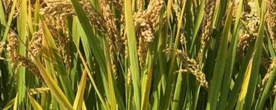 哈优晶占水稻种子特征特性，全生育期123.3天