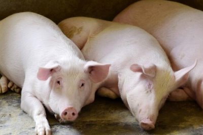 家畜饲养的情况，大多数企业都处于传统粗放型的发展状态