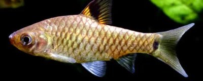 印度大帆鲫怎么养，对水温水质有一定要求