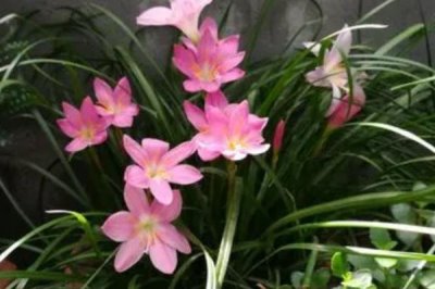 韭菜莲不开花的原因及解决方法，缺乏光照或者肥水不足均会导致