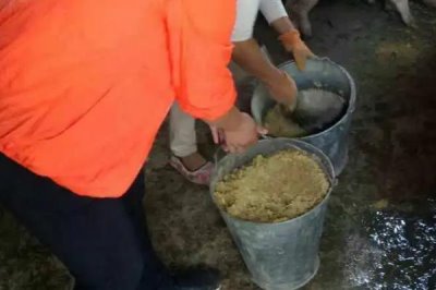 使用乳猪教槽料的原因,可缩短乳猪哺乳期、提高母猪的繁殖效率