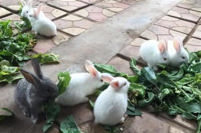 养兔需要具备哪些条件，首先根据数量决定场地大小