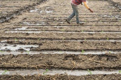 如何快速改良土壤板结,增施有机肥少施化肥