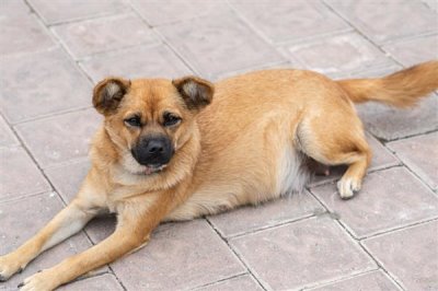 农村养什么动物可以赚钱,毛驴、鹅、野猪等动物值得选择