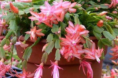 蟹爪兰施什么肥，可选择腐熟的液肥