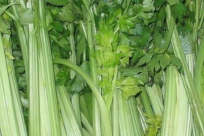 芹菜如何保存，可放置在比较阴凉的地方