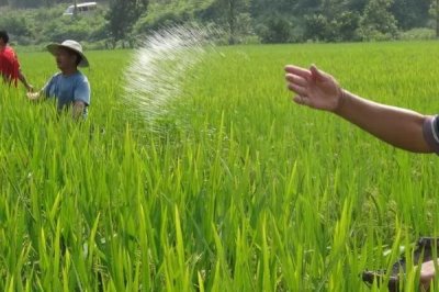 水稻对肥料的需求特点,需控施氮肥、重视施用磷钾肥