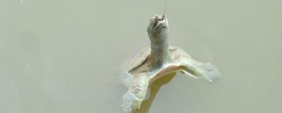 怎么钓甲鱼,对鱼竿要求不高