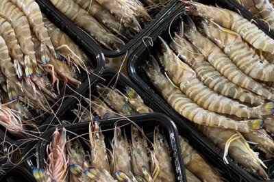 竹节虾和明虾有什么区别,前者呈蓝褐色、后者呈青蓝色或棕黄色