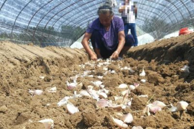 大蒜如何盆栽,应将尖端朝上埋入土中